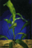 Aponegeton - Wonder Bulbs - Quantity of 12